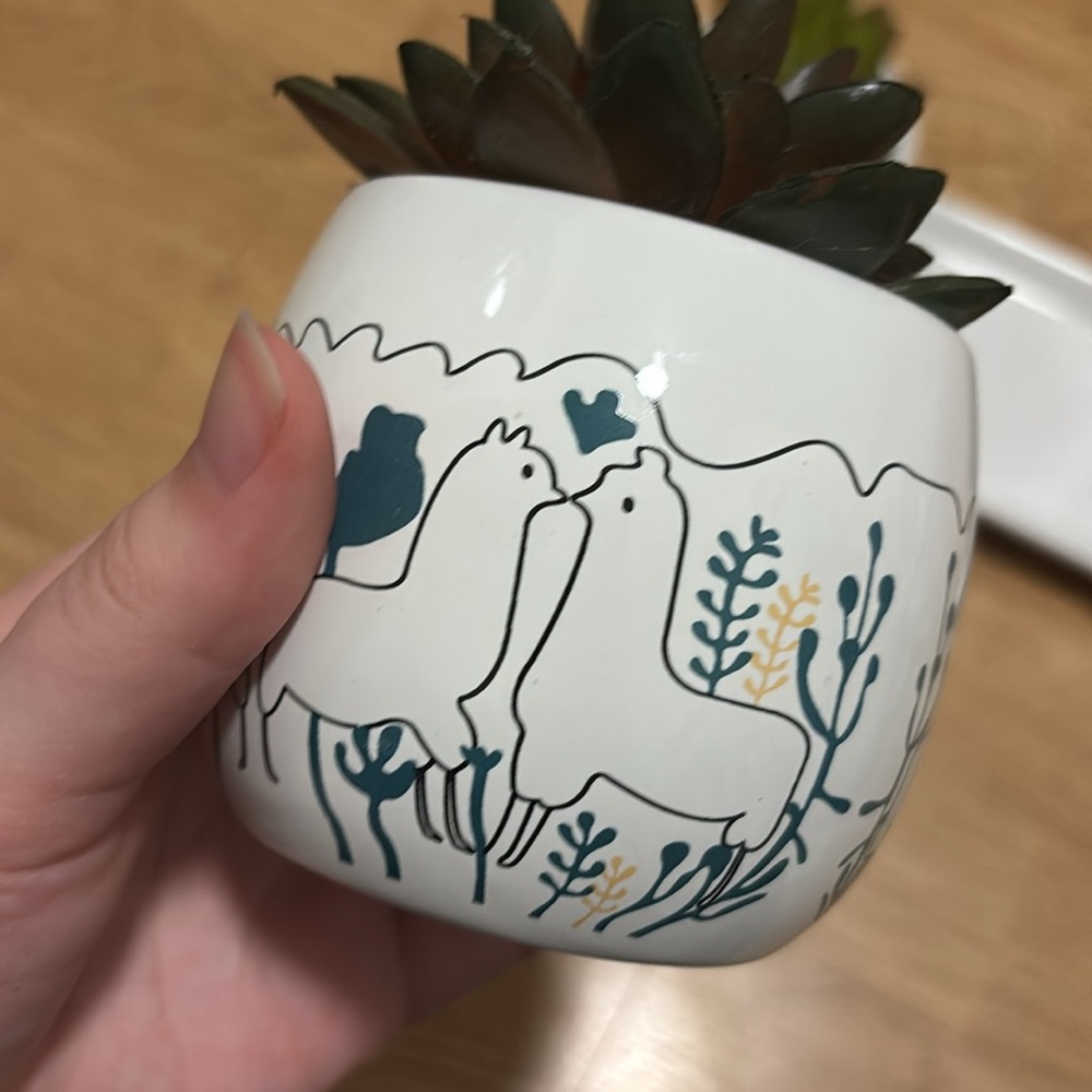 kirklands alpaca succulent plant set - Picture 4 of 7